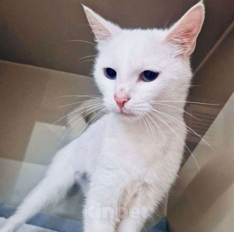 Кошки в Москве: Голубоглазая белая кошечка в добрые руки Девочка, Бесплатно - фото 4