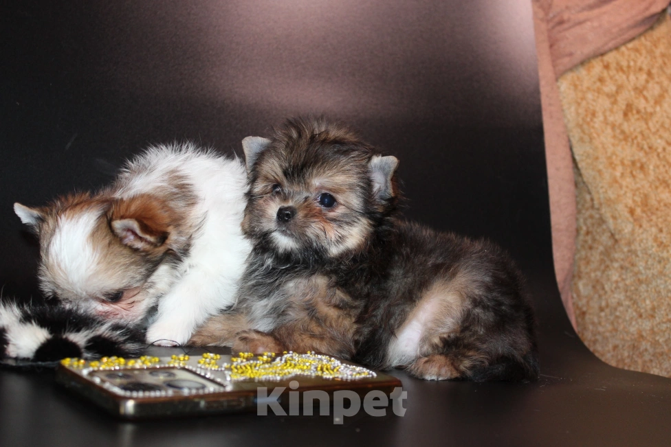 Собаки в Омске: Мальчик с пальчик Мальчик, 35 000 руб. - фото 4