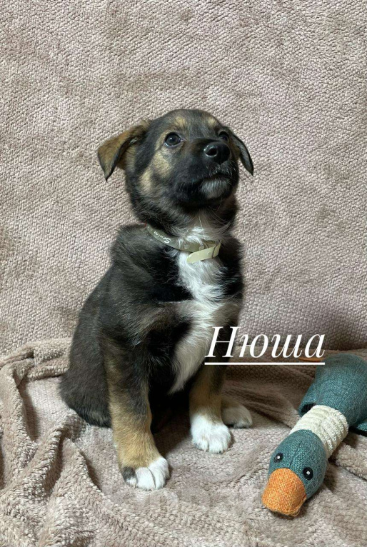Собаки в Новосибирске: Щенок девочка в добрые руки  Девочка, Бесплатно - фото 4