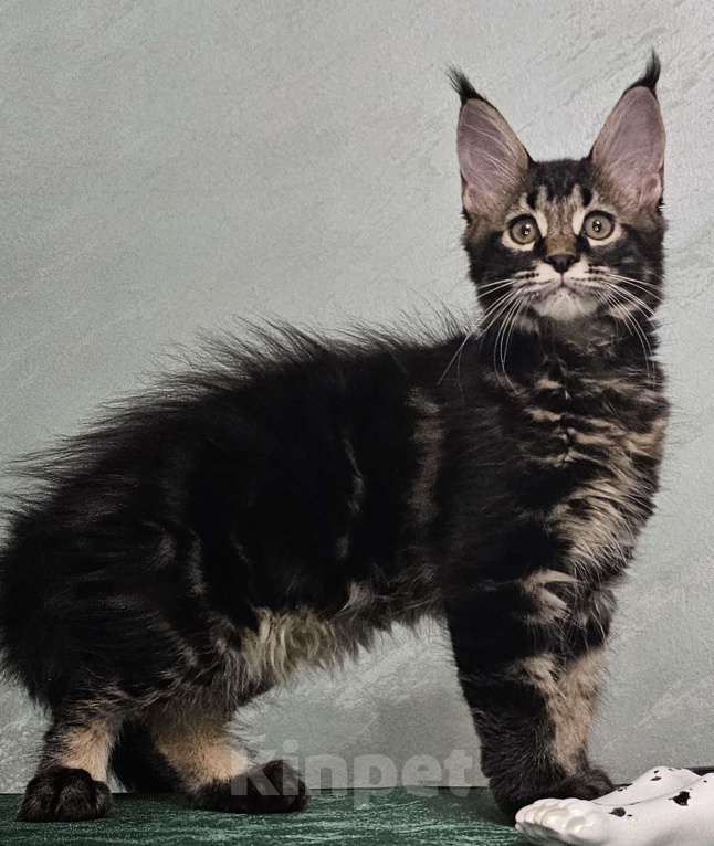 Кошки в Кисловодске: Питомник AnElKron, продажа котят Мальчик, 80 000 руб. - фото 3