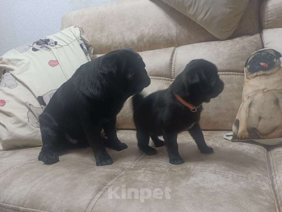 Собаки в Самаре: Продажа щенков мопса Девочка, 40 000 руб. - фото 3