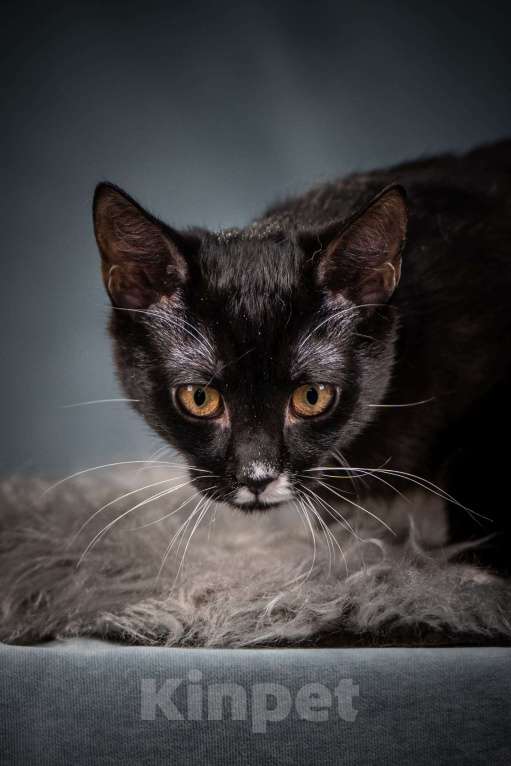 Кошки в Клине: Котюлька — очаровательная молодая кошечка Девочка, Бесплатно - фото 2