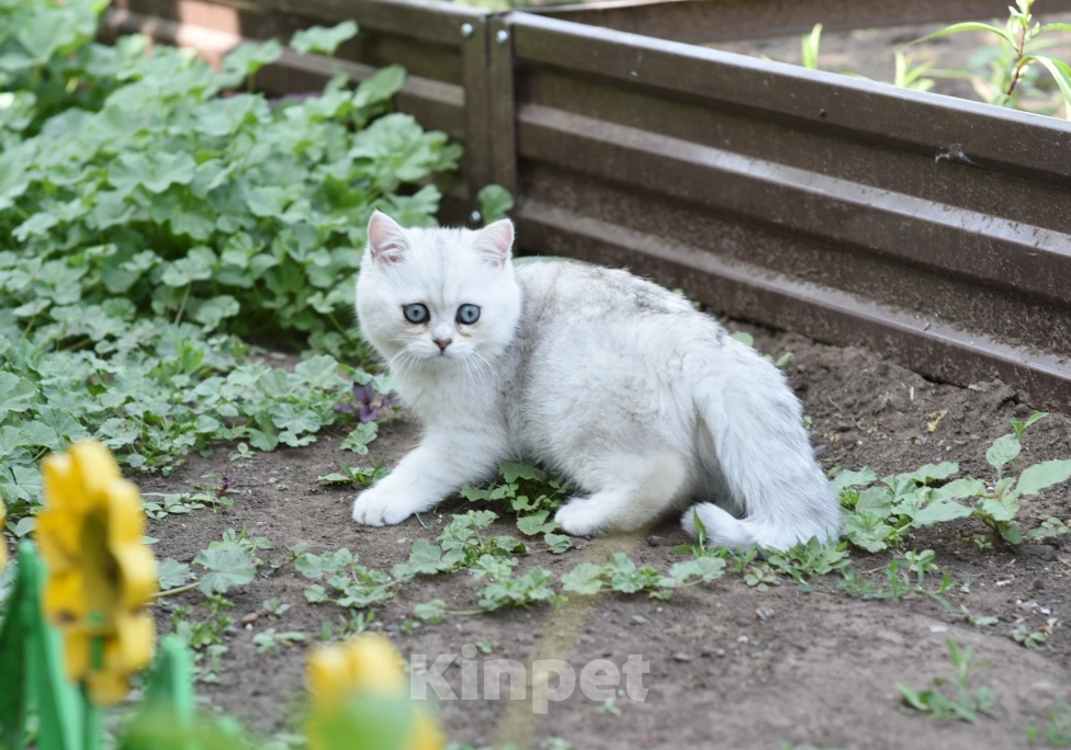 Кошки в Москве: Кошечка британская короткошерстная  окрас ns11 Девочка, Бесплатно - фото 2