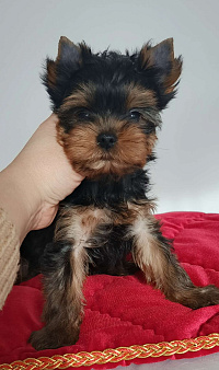 Йоркширский терьер щенки