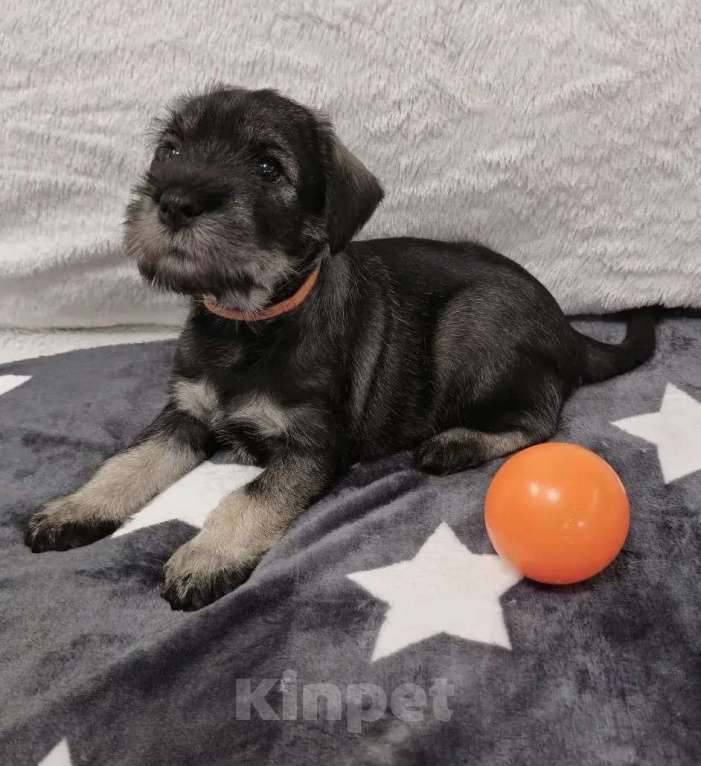 Собаки в Санкт-Петербурге: Щенки миттельшнауцера Разнополые, 45 000 руб. - фото 6