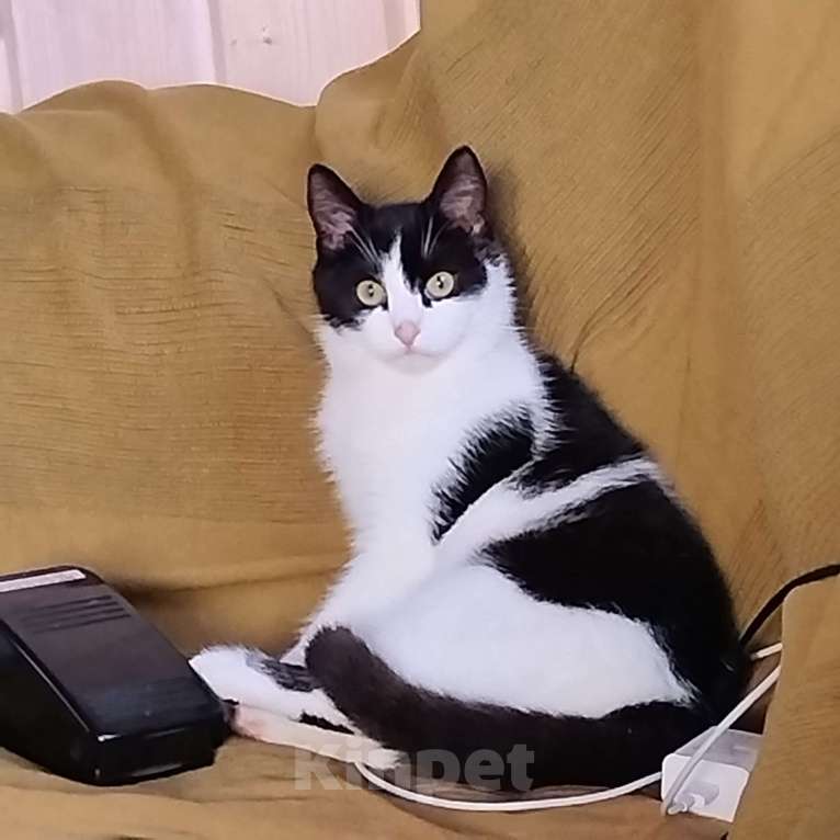 Кошки в других городах Московской области: Котик  ищет добрую хозяйку  Мальчик, Бесплатно - фото 3