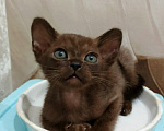 Кошки в Ростове-на-Дону: Котенок европейской бурмы Девочка, 50 000 руб. - фото 5