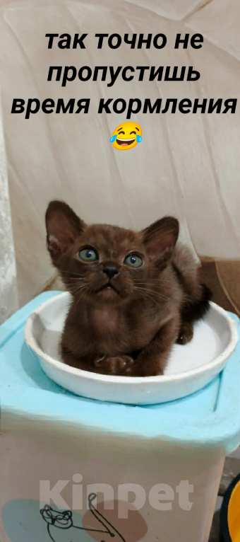 Кошки в Ростове-на-Дону: Котенок европейской бурмы Девочка, 50 000 руб. - фото 5