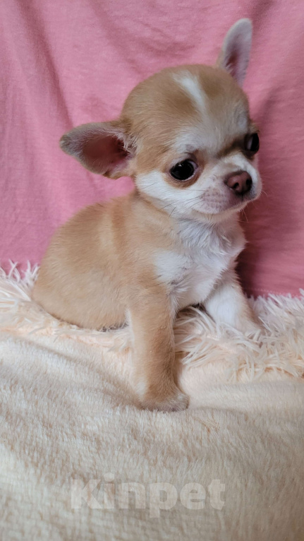 Собаки в Москве: Рыжий Чихуахуа мальчик Мальчик, Бесплатно - фото 4