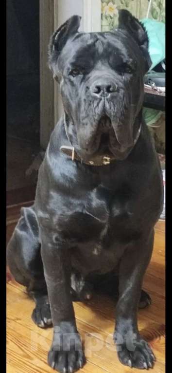 Собаки в Москве: Щенки Кане карсо Мальчик, 60 000 руб. - фото 5