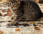 Кошки в Москве: Котенок в добрые руки Девочка, Бесплатно - фото 2