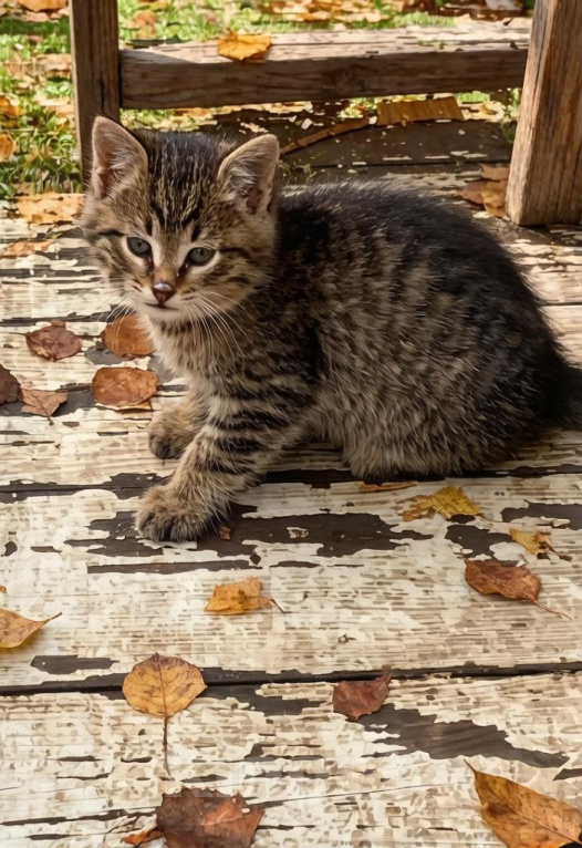 Кошки в Москве: Котенок в добрые руки Девочка, Бесплатно - фото 2