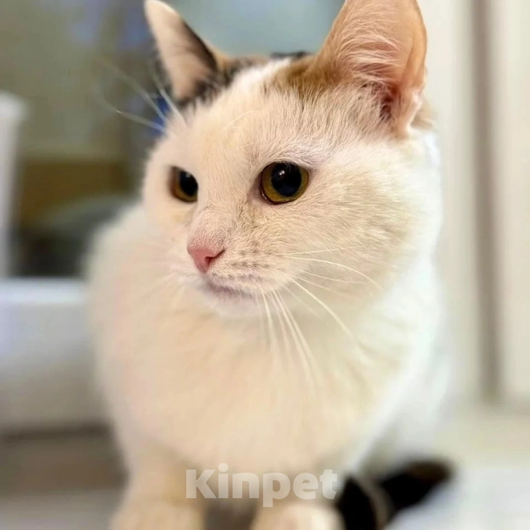 Кошки в Москве: Маленькая кошечка хочет стать домашней  Девочка, Бесплатно - фото 4