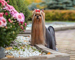 Собаки в Самаре: Кобель для вязки. Качество Мальчик, 20 000 руб. - фото 2