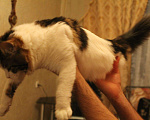 Кошки в Скопине: Котята, 5 000 руб. - фото 3