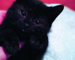 Кошки в Лузе: Котятки супер - умные, красивые, 5 руб. - фото 1