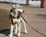 Собаки в Москве: Щенок в добрые руки Девочка, Бесплатно - фото 4