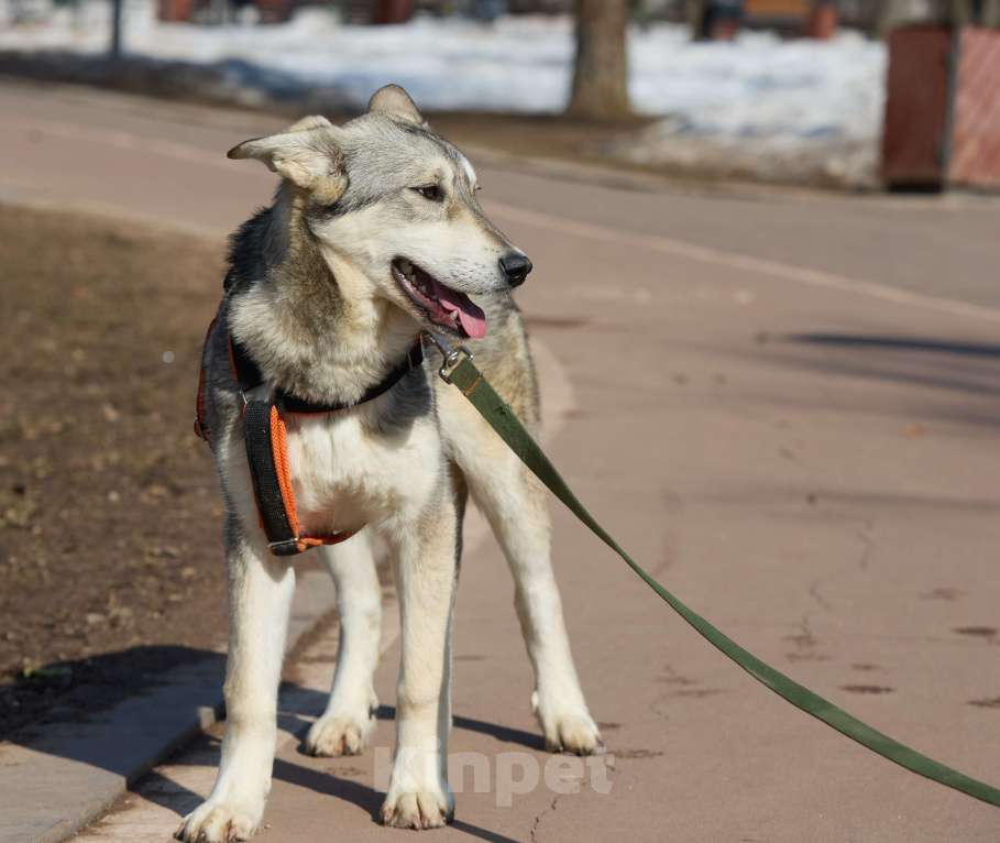 Собаки в Москве: Щенок в добрые руки Девочка, Бесплатно - фото 4