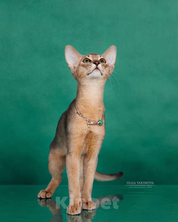 Кошки в Ставрополе: Кошечка Аби elegant pet Девочка, 45 000 руб. - фото 2