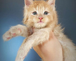Кошки в Санкт-Петербурге: Котик кремовый  Мальчик, 40 000 руб. - фото 3