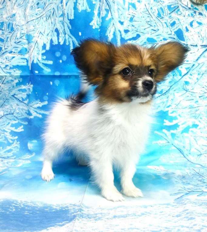 Собаки в Красноармейске: Щенки папийона бело-соболиные Девочка, 40 000 руб. - фото 3