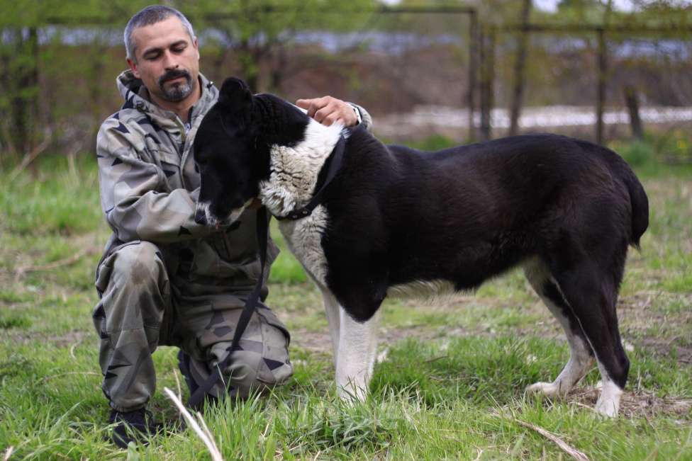 Собаки в Видном: Алабай Йенифер, 2 года Девочка, Бесплатно - фото 6