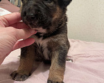 Собаки в Екатеринбурге: Щенки в добрые руки Мальчик, 500 руб. - фото 3
