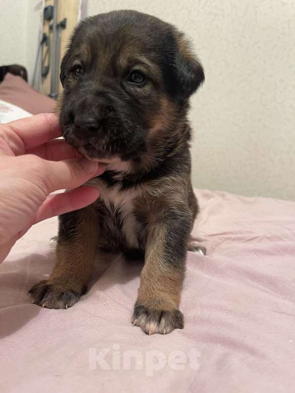 Собаки в Екатеринбурге: Щенки в добрые руки Мальчик, 500 руб. - фото 3