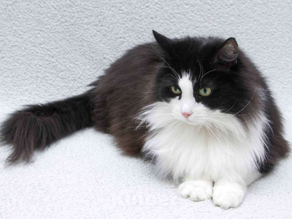 Кошки в Москве: Ласковый котик Орион в добрые руки Мальчик, Бесплатно - фото 4