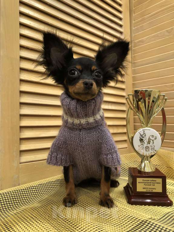 Собаки в Москве: Щенок девочка Девочка, 65 000 руб. - фото 1