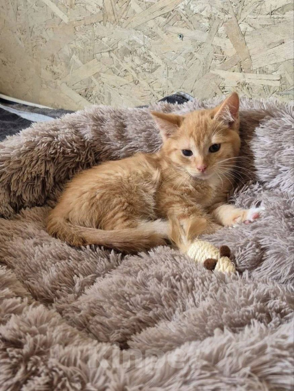 Кошки в Москве: Котенок Лучик ищет дом Мальчик, Бесплатно - фото 5
