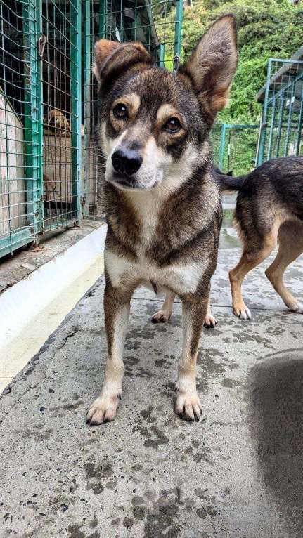 Собаки в других городах Краснодарского края: Турбо полностью готов быть домашним Мальчик, Бесплатно - фото 3
