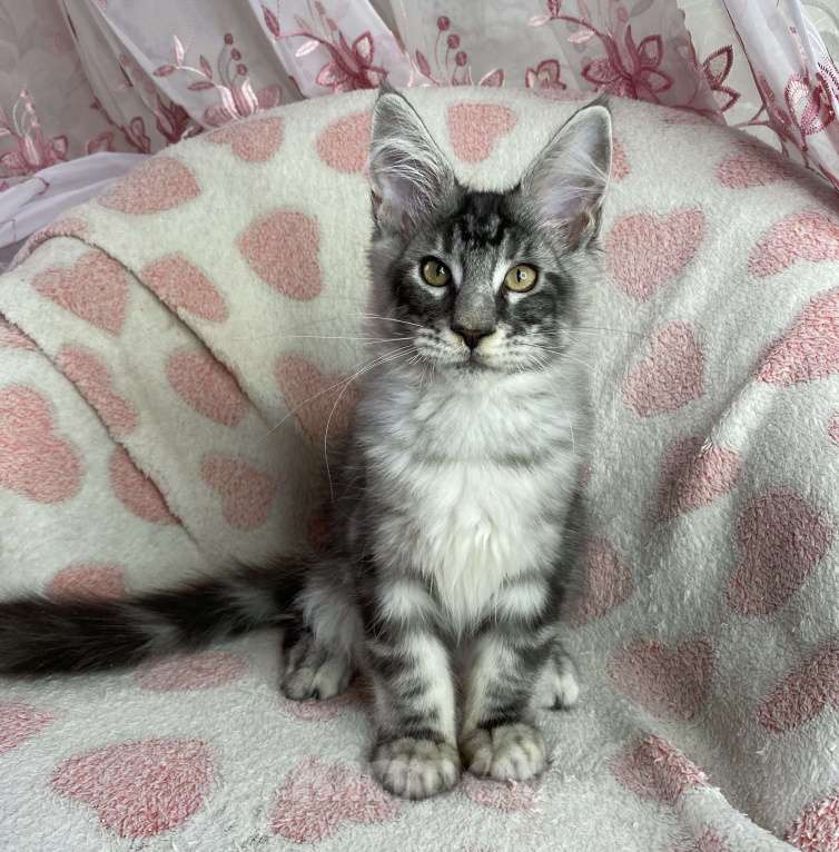 Кошки в Дмитрове: Черный серебристый мраморный мальчик мейн кун Zherom Мальчик, 35 000 руб. - фото 5