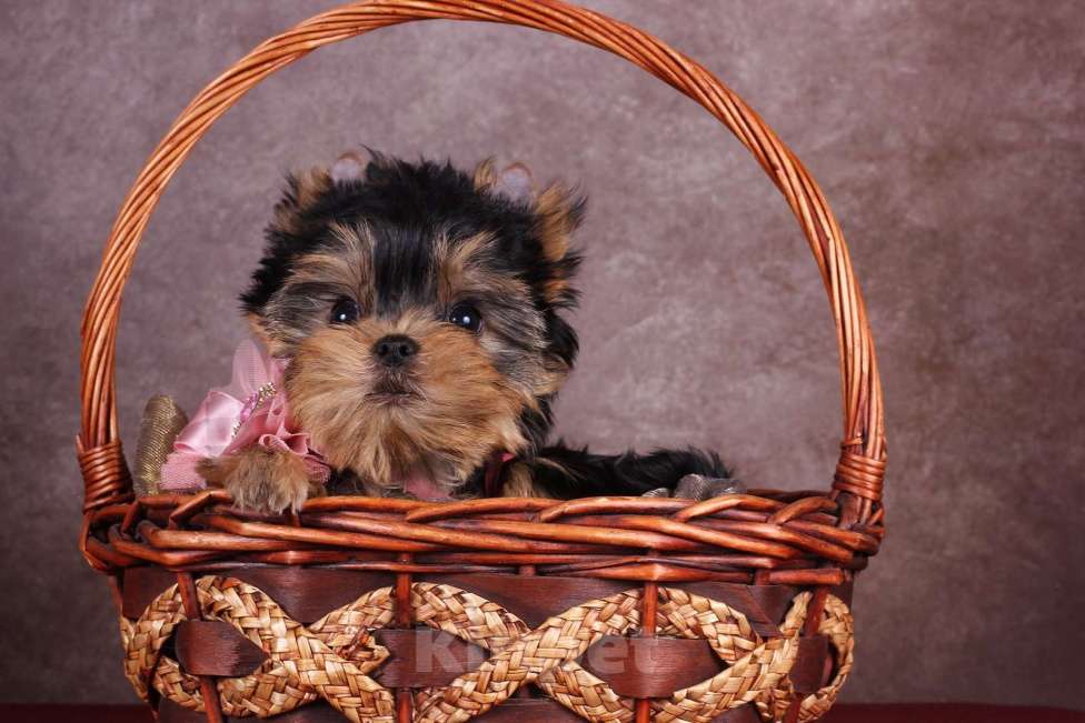 Собаки в Москве: Йоркширская курносая красотка РКФ Девочка, 80 000 руб. - фото 5