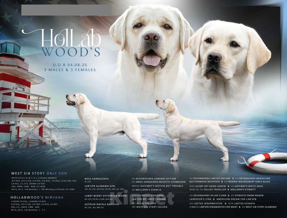 Собаки в других городах Липецкой области: Щенок лабрадора Холлабвууд'с Рокфеллер Мальчик, 120 000 руб. - фото 8