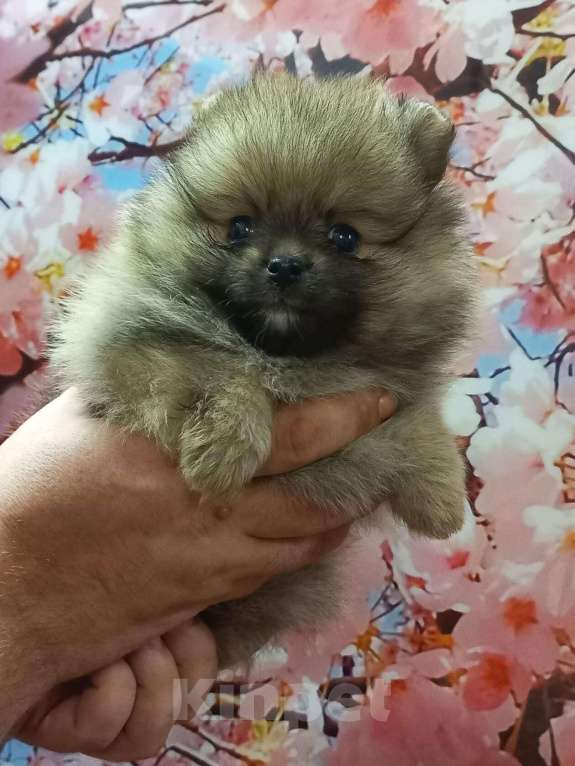 Собаки в Екатеринбурге: шпицемишки Девочка, 45 000 руб. - фото 2