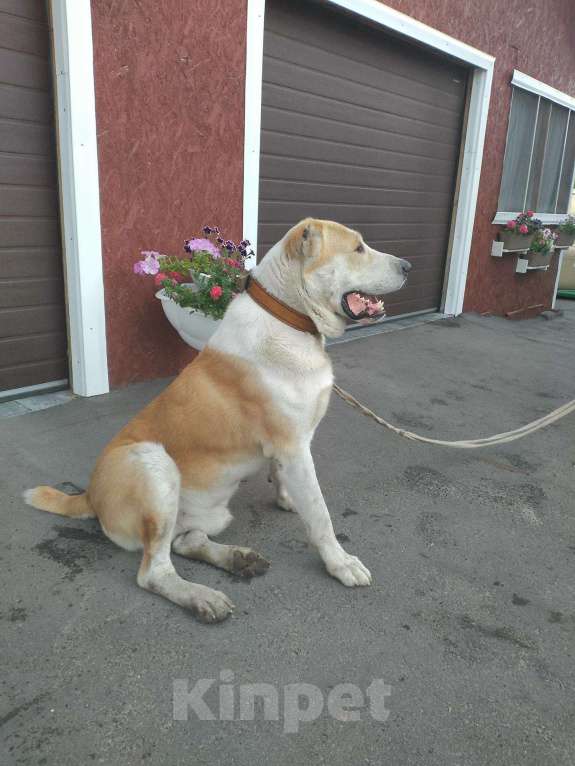 Собаки в Пензе: Вязка алабай, 1 руб. - фото 1