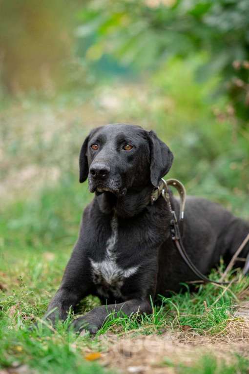 Собаки в Домодедово: Компаньон Мальчик, 10 руб. - фото 1