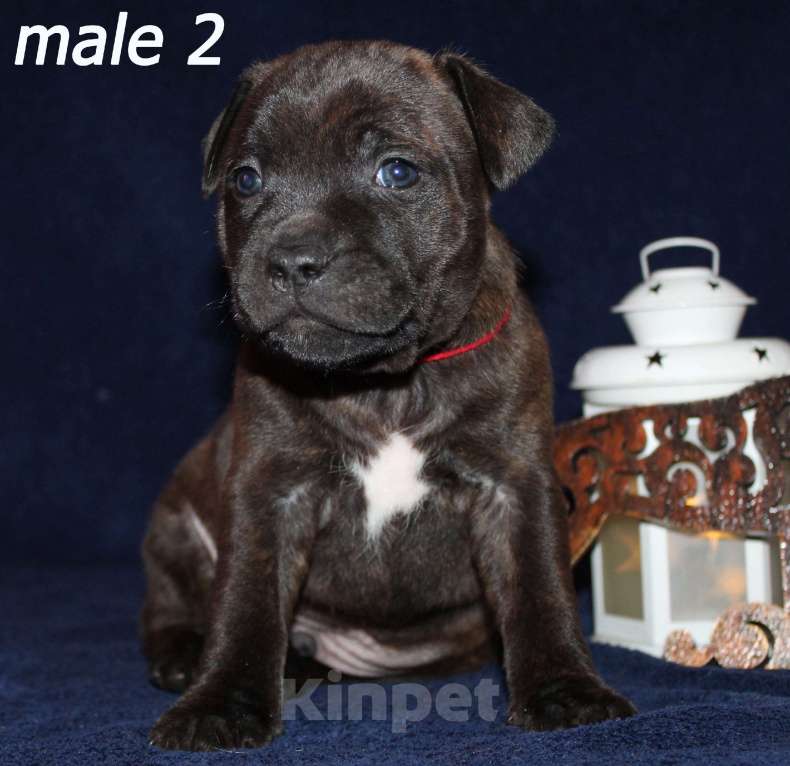 Собаки в Брянске: Стаффордширский бультерьер щенки Мальчик, 60 000 руб. - фото 4