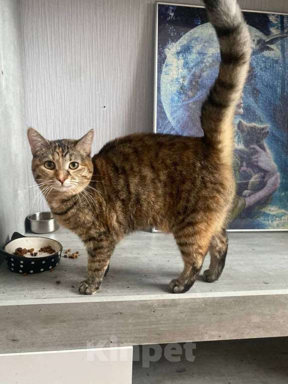 Кошки в Москве: Нежная Туся ищет дом Девочка, Бесплатно - фото 8