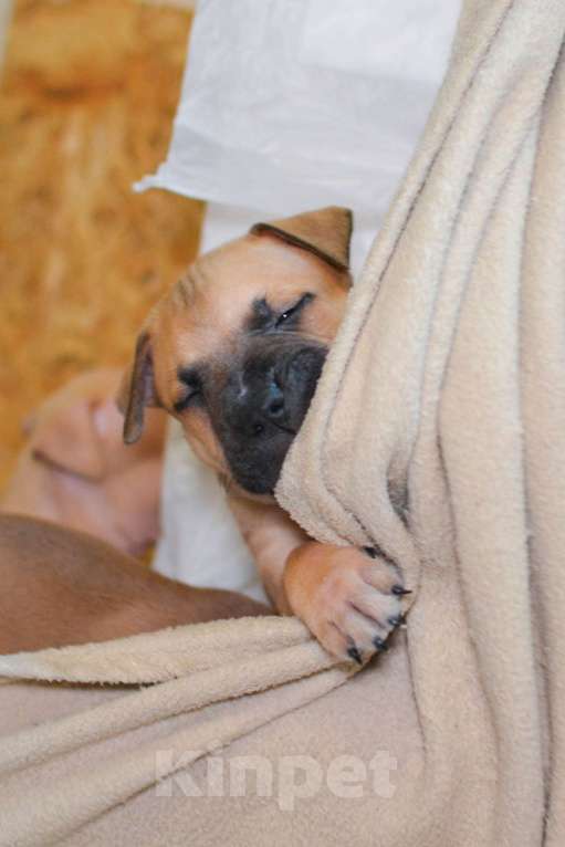 Собаки в Санкт-Петербурге: Продаем  Девочка, 29 000 руб. - фото 8