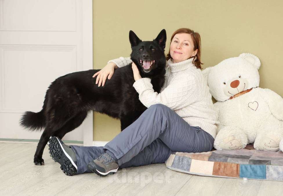 Собаки в Москве: Мечтаете о черной овчарке? Девочка, Бесплатно - фото 3