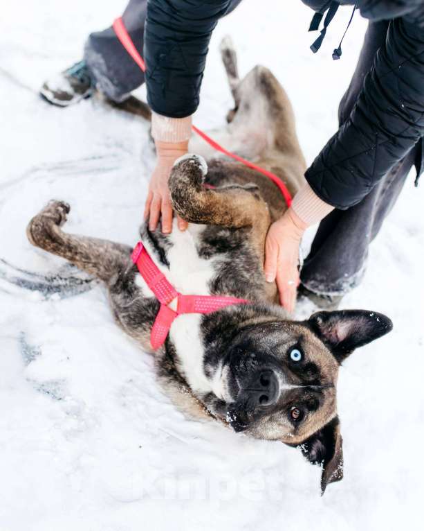 Собаки в Москве: Шикарная Тина ищет дом Девочка, Бесплатно - фото 3