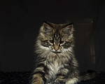 Кошки в Москве: Мейн-кун котенок Мальчик, Бесплатно - фото 10
