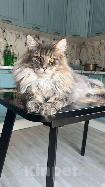 Кошки в Ахтубинске: Котята мейн-кун Девочка, 30 000 руб. - фото 4