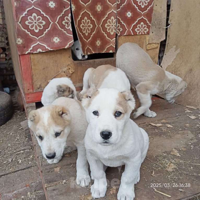 Собаки в других городах Тульской области: Щенки Алабая Мальчик, 20 000 руб. - фото 2