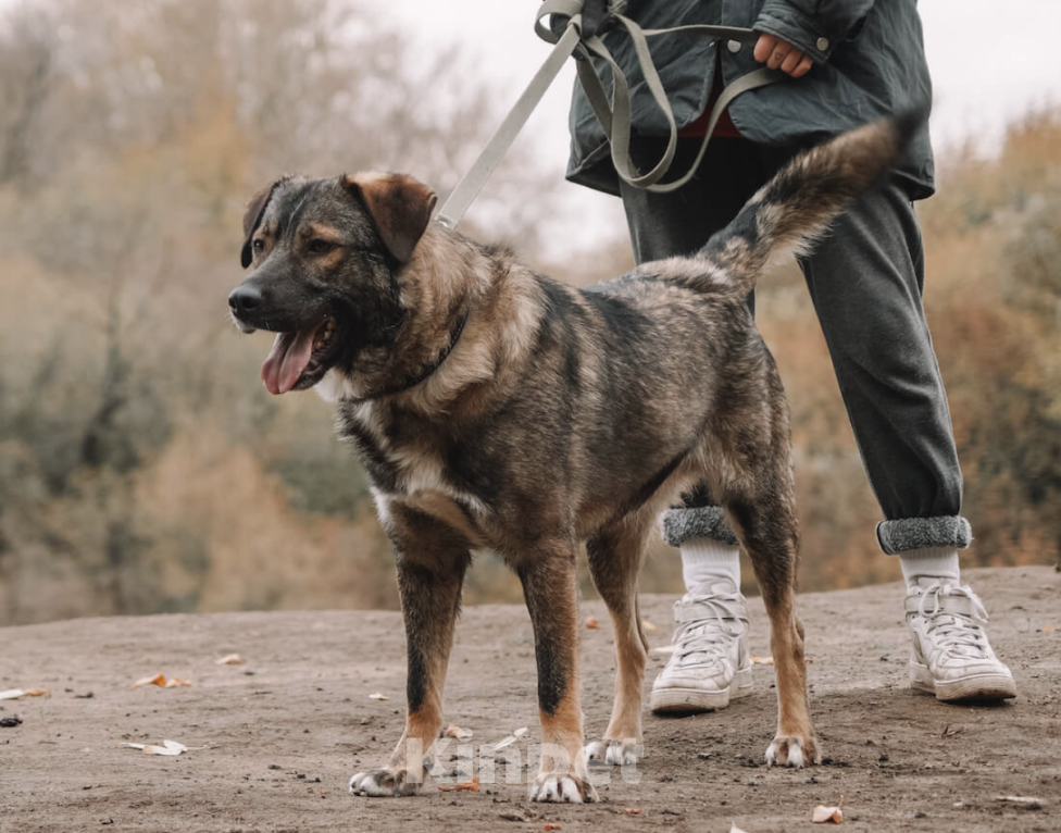 Собаки в Москве: Жизнерадостный Портос Мальчик, Бесплатно - фото 4