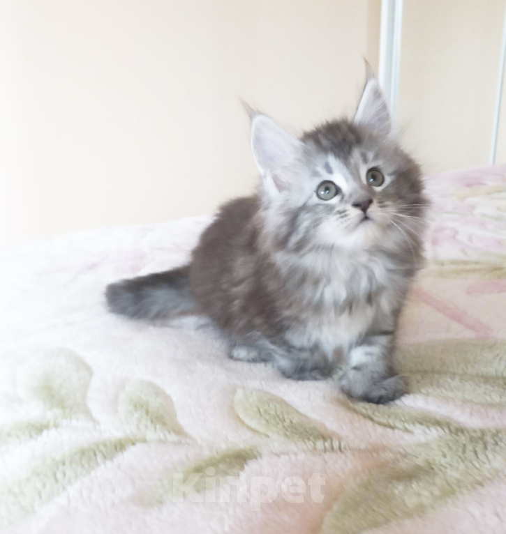 Кошки в Москве: Мейн-кун полидакт кошечка Девочка, Бесплатно - фото 1