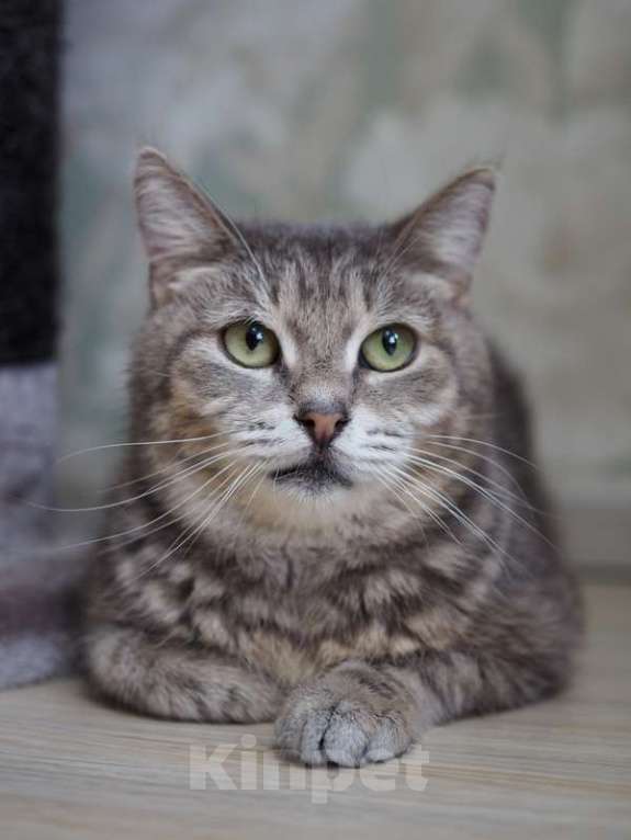 Кошки в Москве: Идеальная кошка-компаньон Лиза в добрые руки Девочка, Бесплатно - фото 8