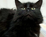 Кошки в Москве: Пушистая черная кошечка ищет дом Девочка, Бесплатно - фото 4